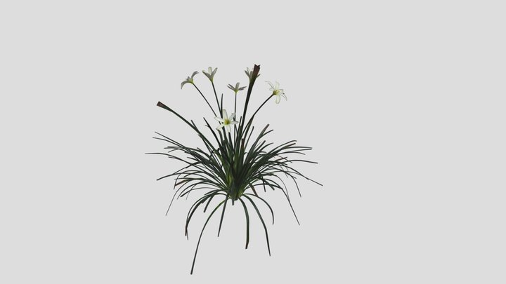 White Windflower_LOD0_ Var1_sktl N 3D Model