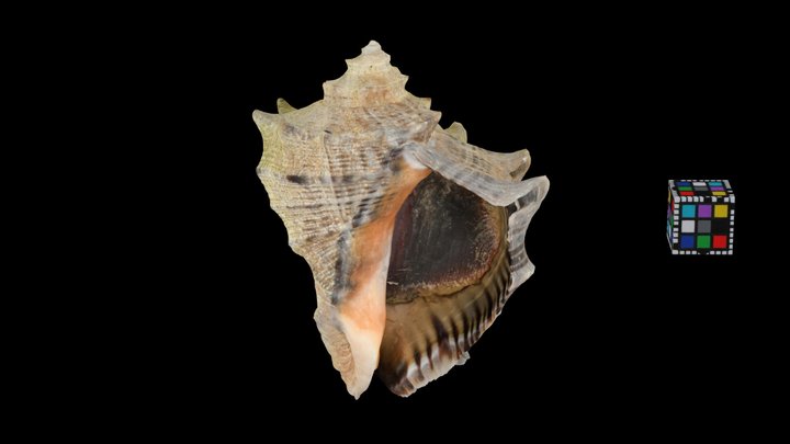 CC0 アカニシ 🐚 Asian Rapa Whelk, Rapana venosa