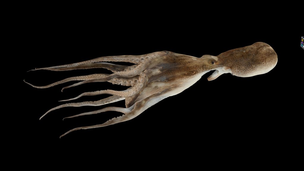 CC0 イイダコ 🐙 Webfoot Octopus, Octopus ocellatus