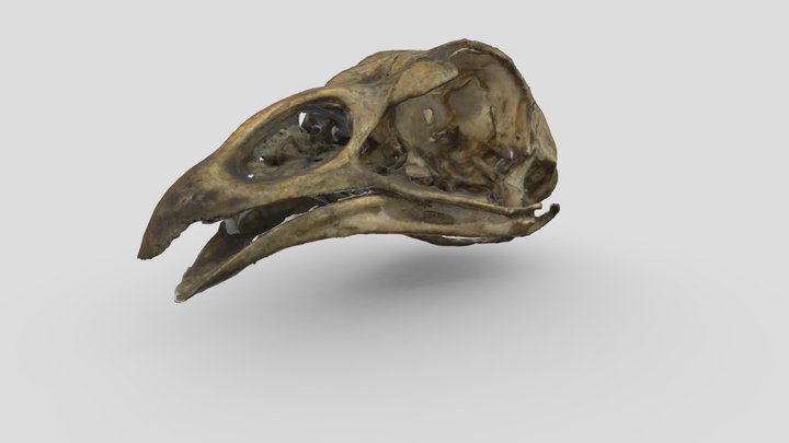 Bird skull (Phasianidae family) 3D Model