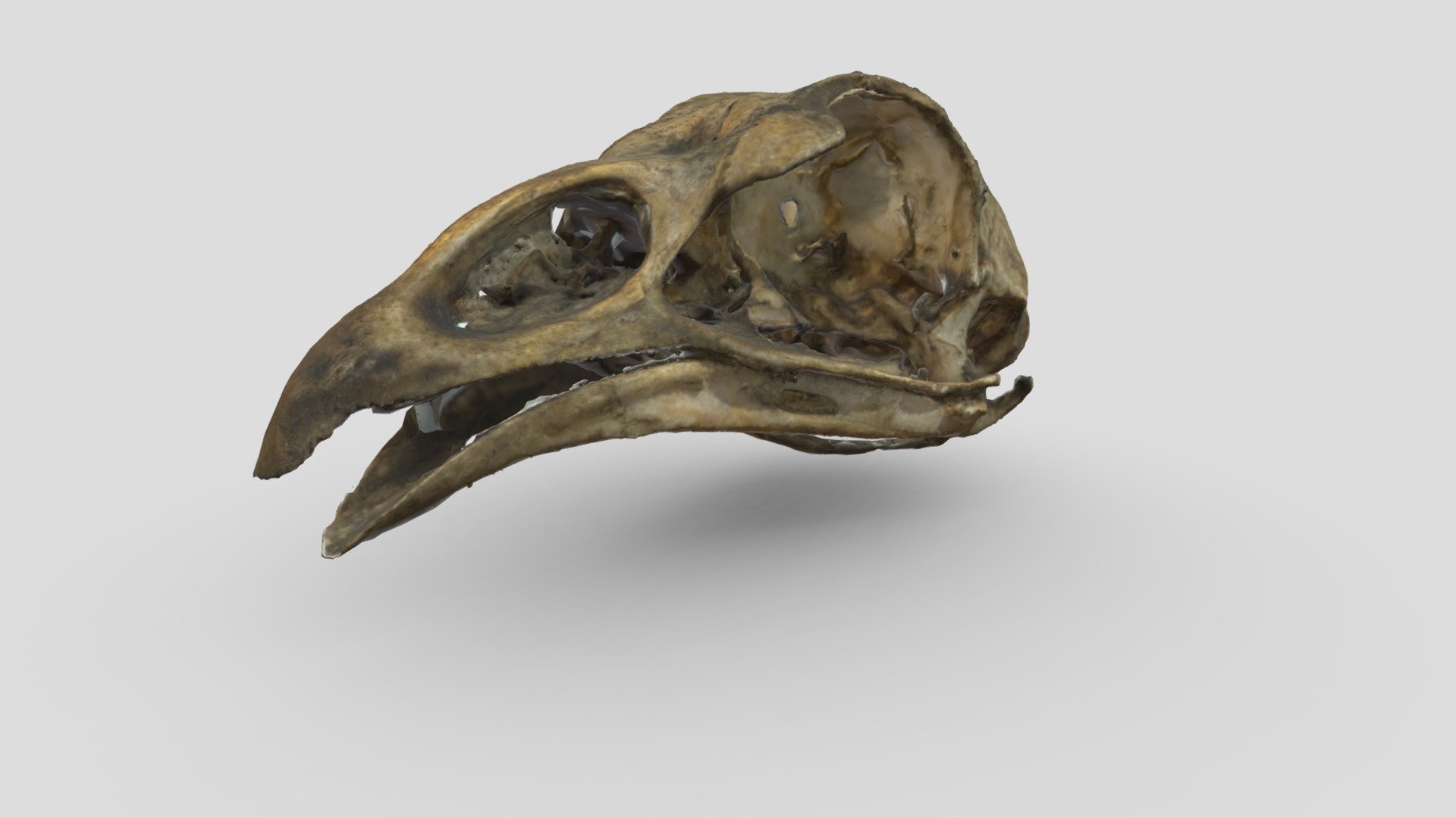 Bird skull (Phasianidae family)