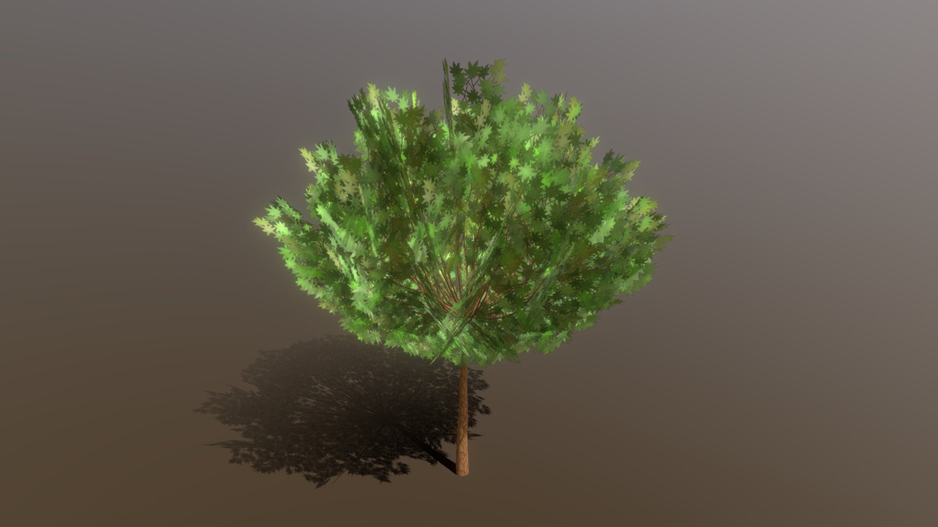 Maple rounded