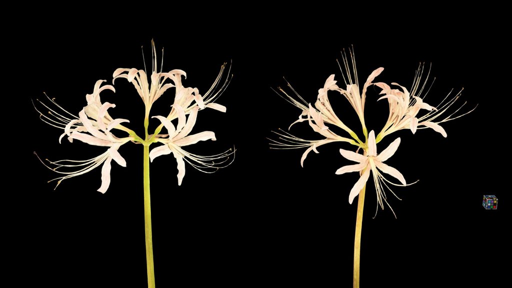 CC0 シロバナマンジュシャゲ White Spider Lily