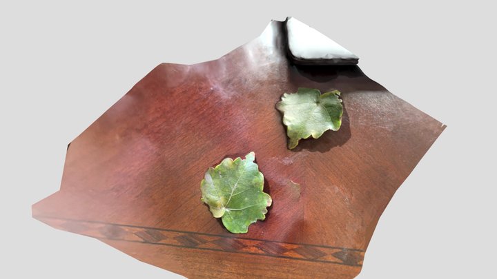 Salvia macrophylla 3D Model