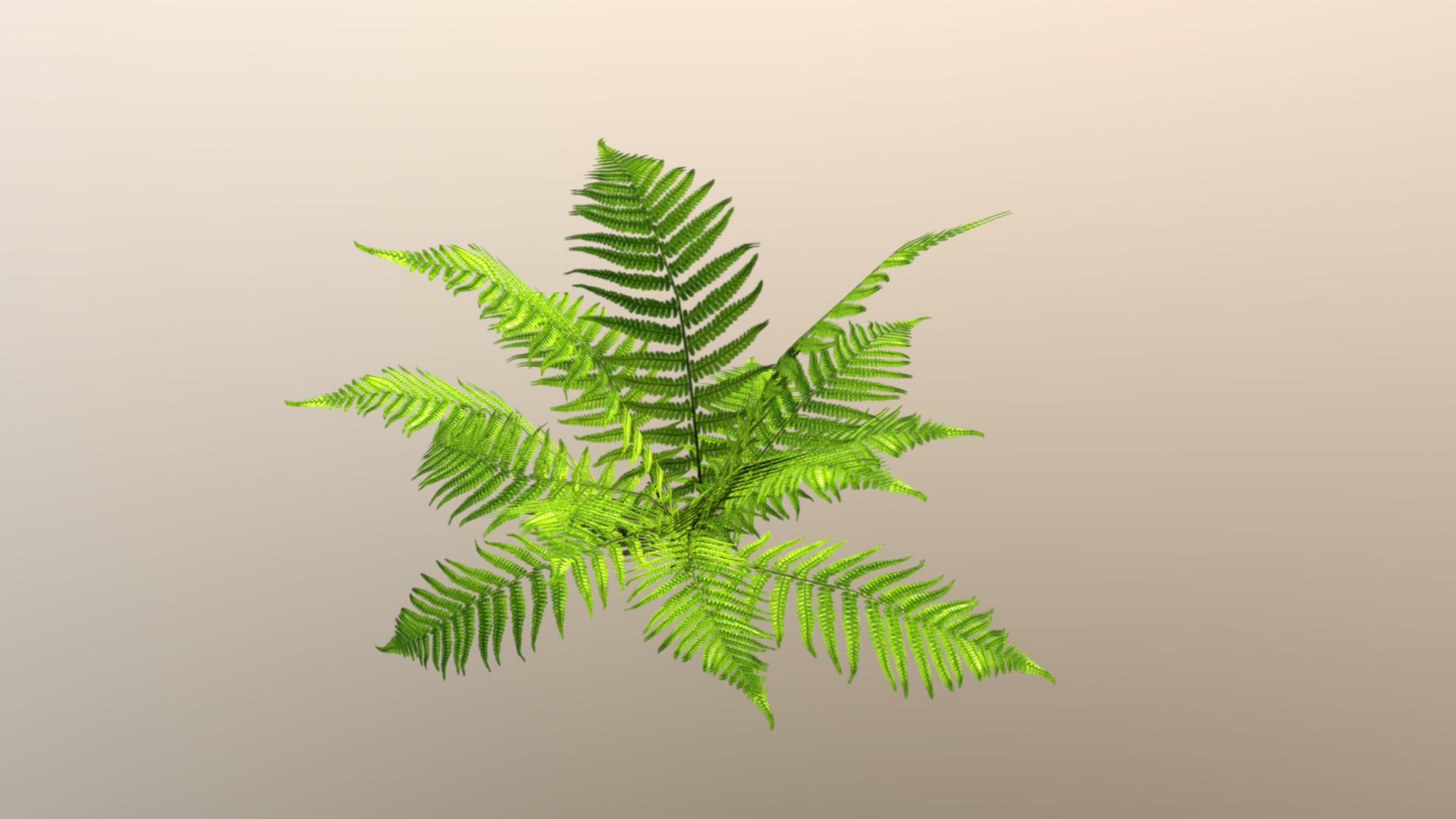 3D model Fern - This is a 3D model of the Fern. The 3D model is about a green leafy plant.