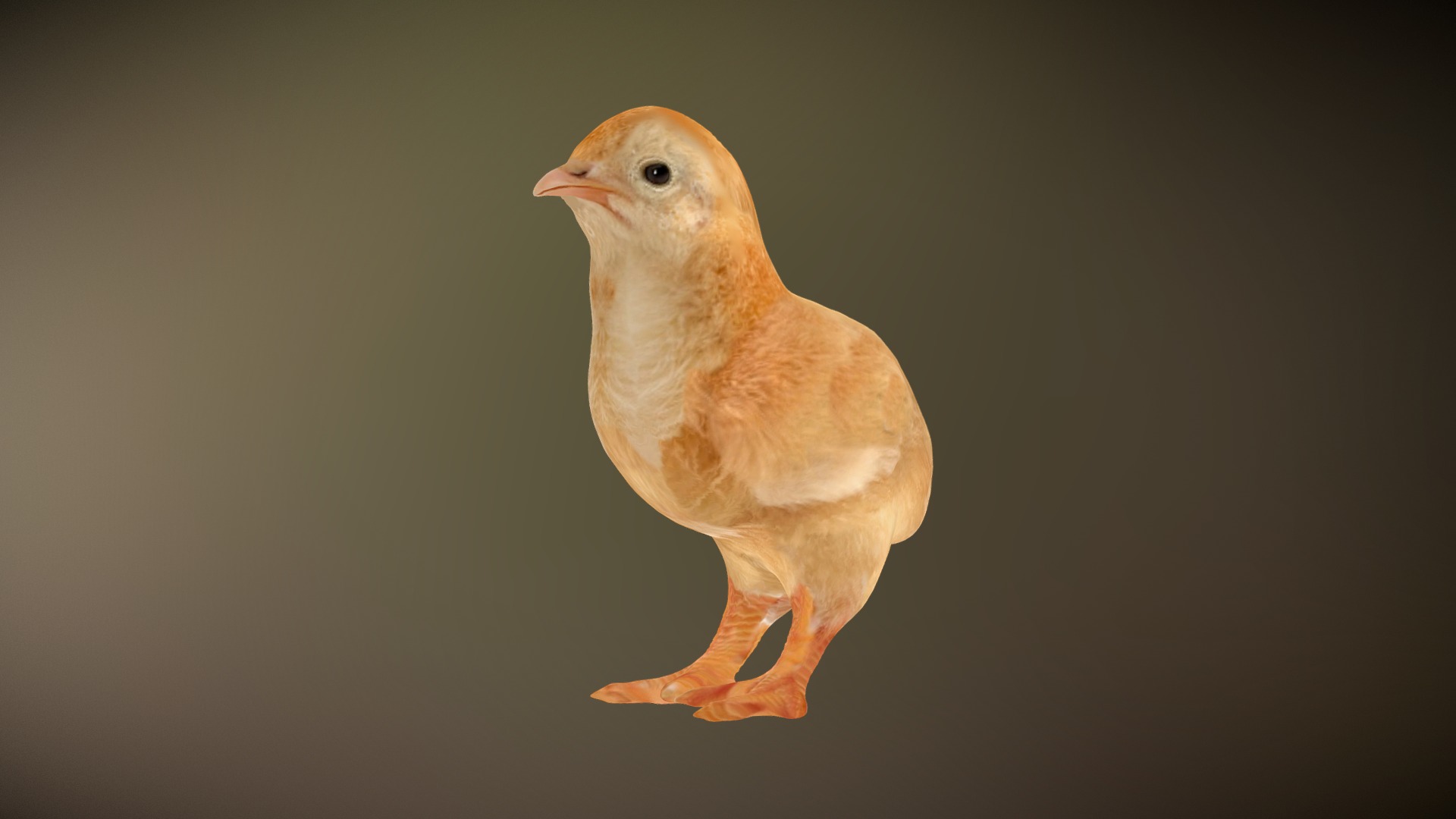 3D model Chick – Pulcino - This is a 3D model of the Chick - Pulcino. The 3D model is about a small chick on a black background.