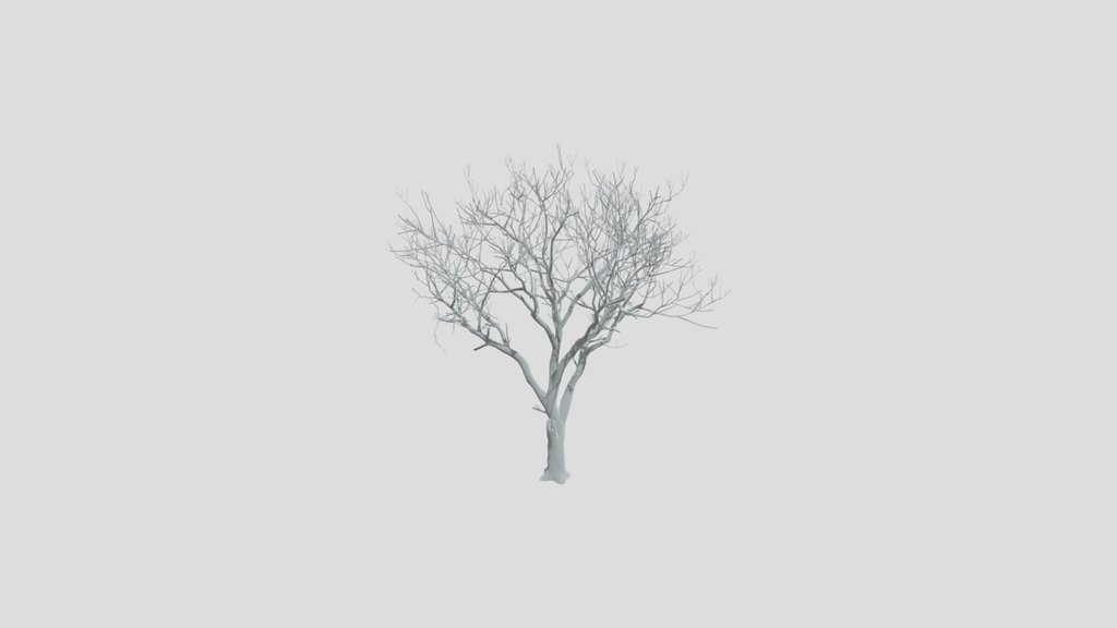 Olive Tree Dead Tall