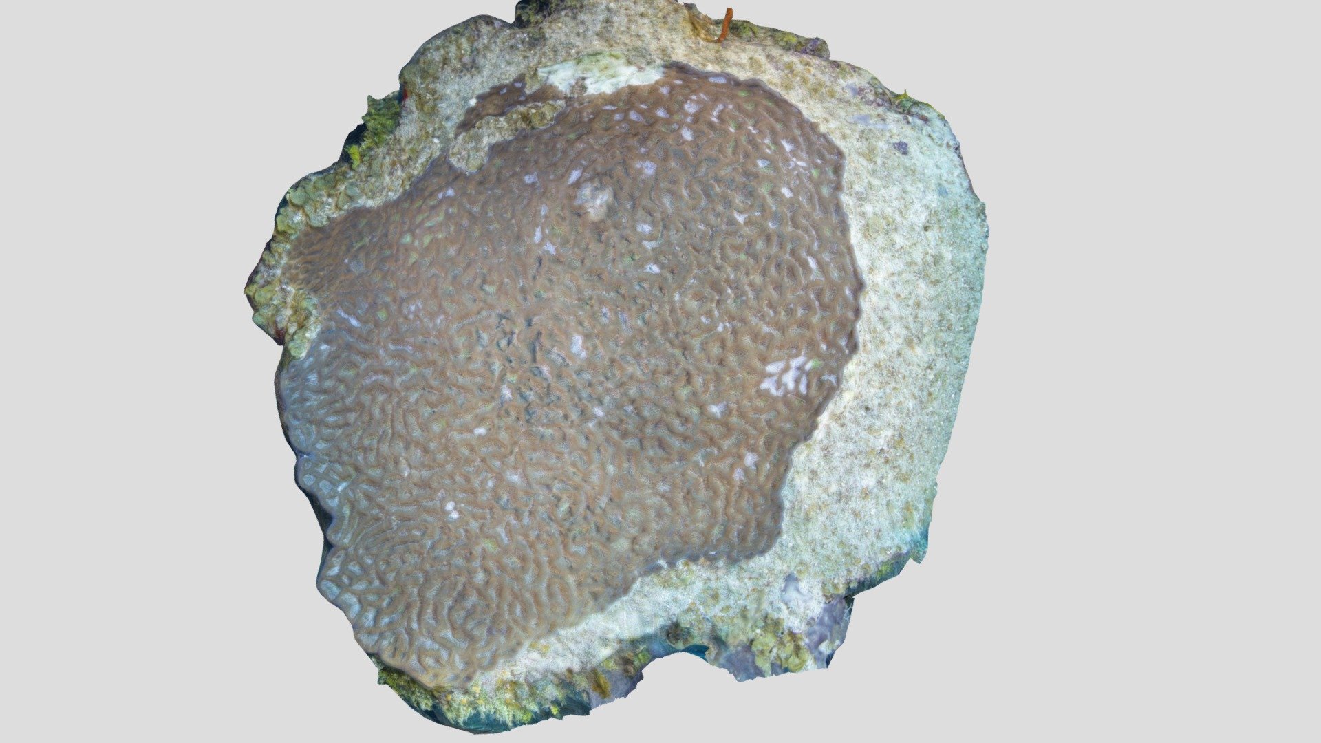 Boulder Brain Coral / Colpophyllia natans
