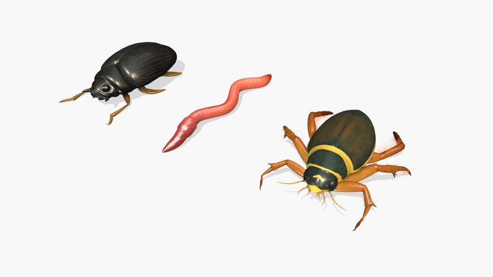 Insecten #4 3D Model