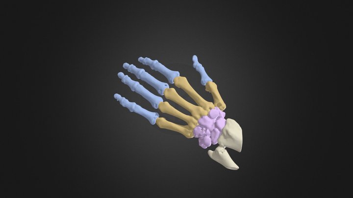 551_A3_Hand and Wrist Segmentation 3D Model