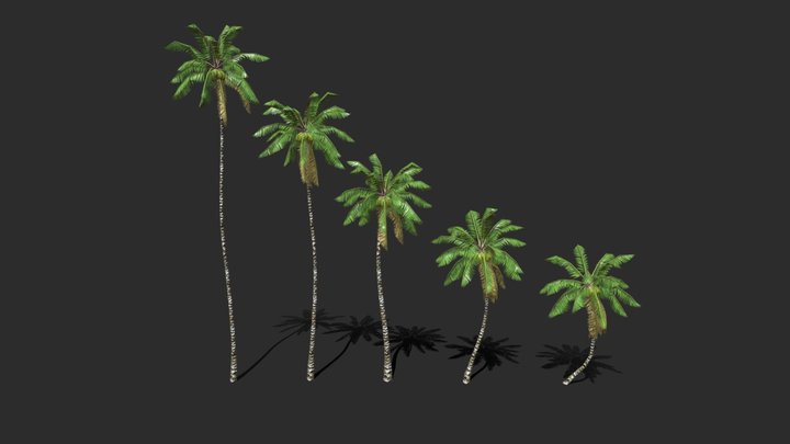 Coconut Palm Trees-03 3D Model