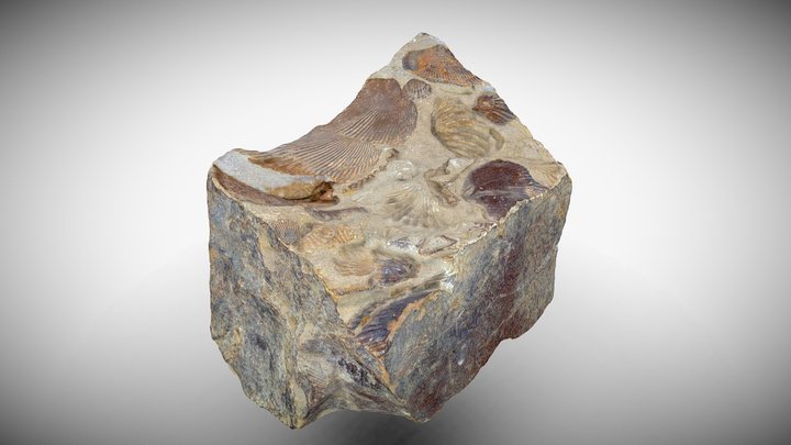 Fósiles Braquiópodos 3D Model