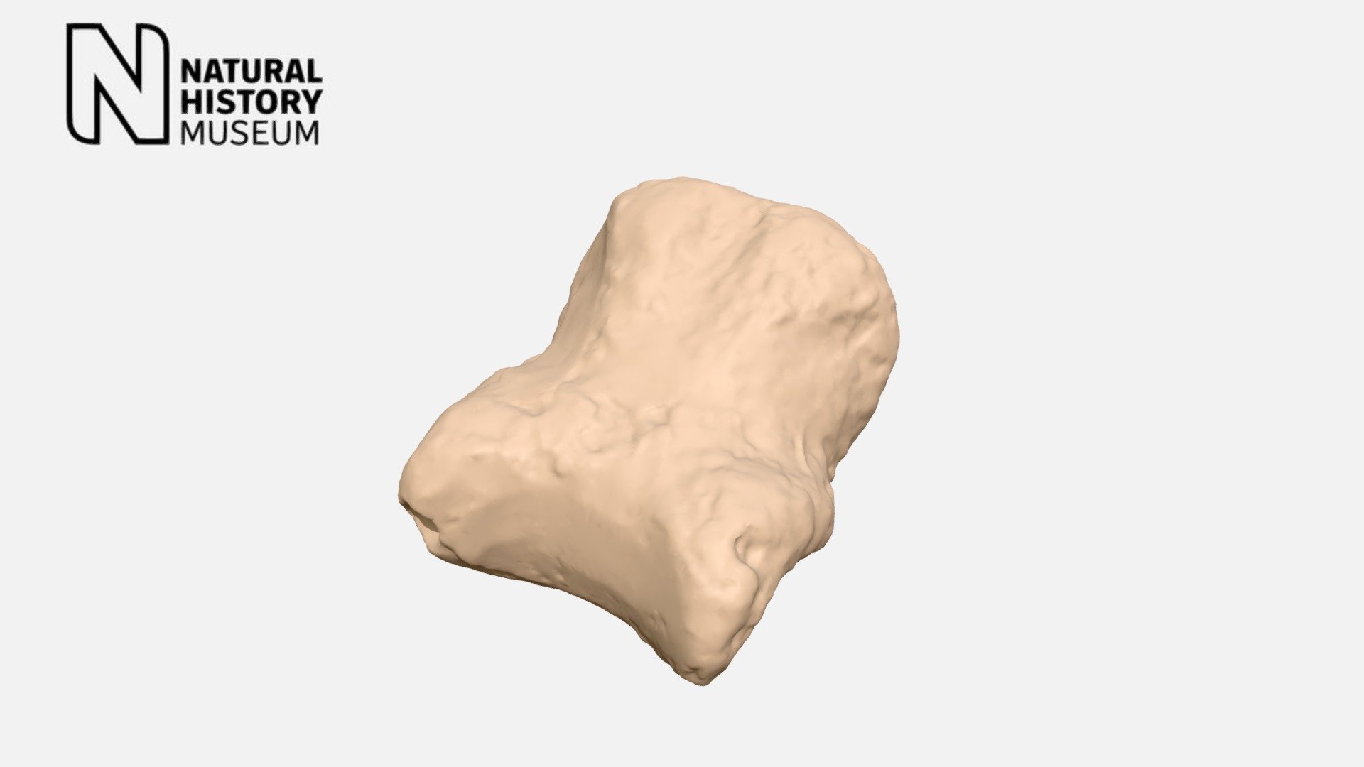Macrauchenia patachonica - cast of finger bone