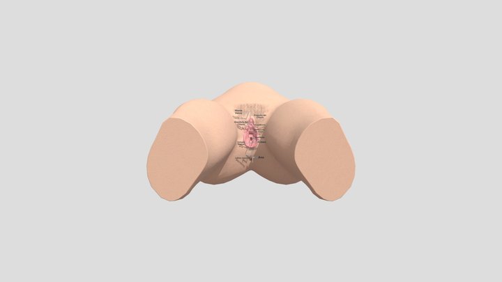 Organo Reproductor Femenino. 3D Model