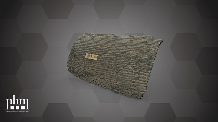 Sigillaria elongata (NHMW-GEO-2024/0188/11066) – Free 3D Model STL
