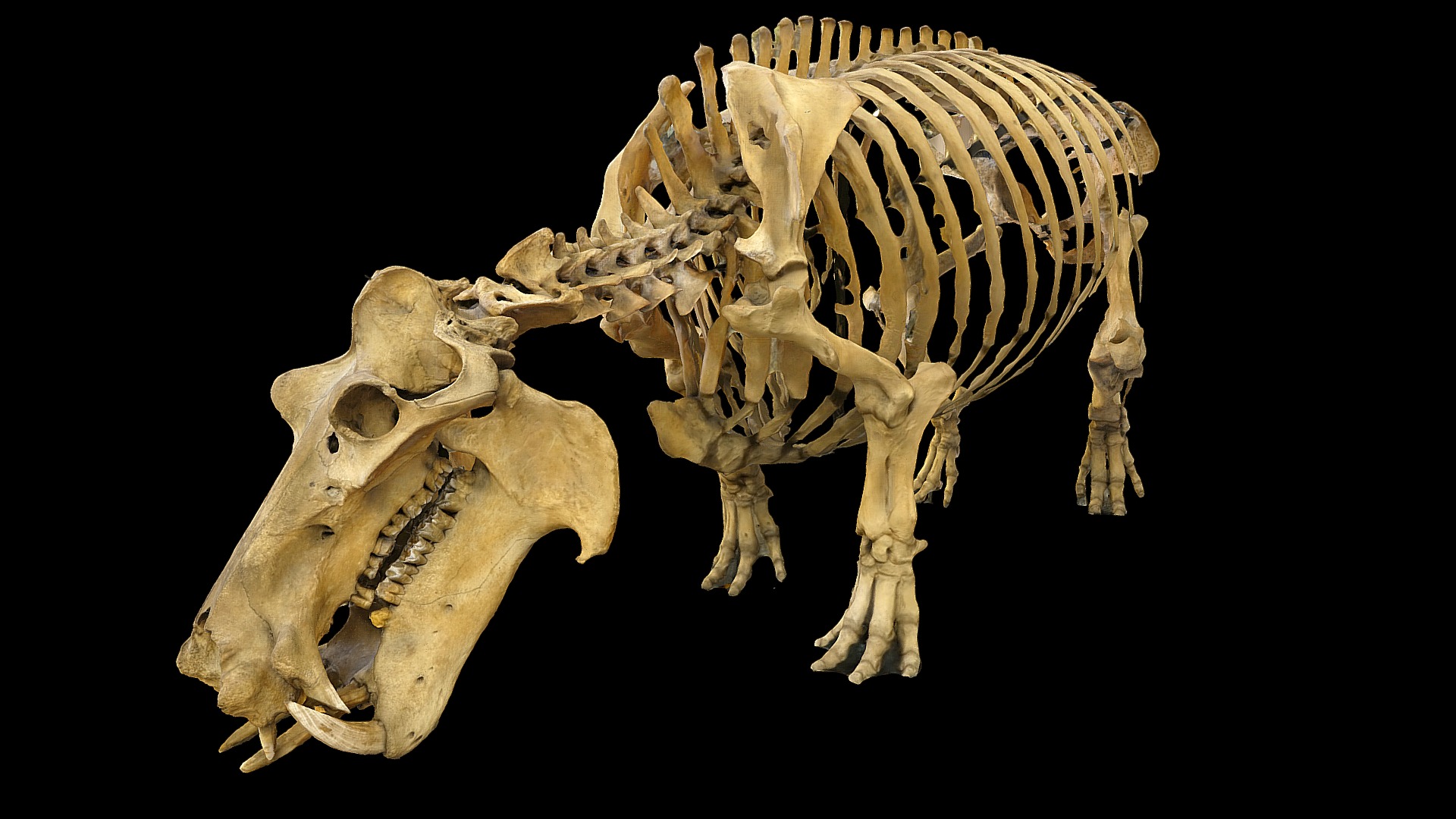 3D model Hippopotamus Skeleton - This is a 3D model of the Hippopotamus Skeleton. The 3D model is about a skeleton of an animal.