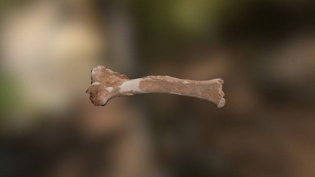 Humero 3D Model