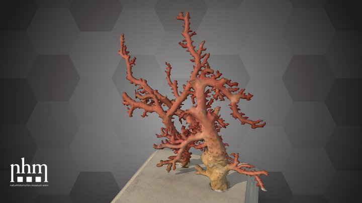 Calcareous benthic hydroid (NHMW-ZOO-EV-0000040) – Gratis 3D-model STL