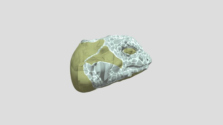 Iguana Head 3D Model