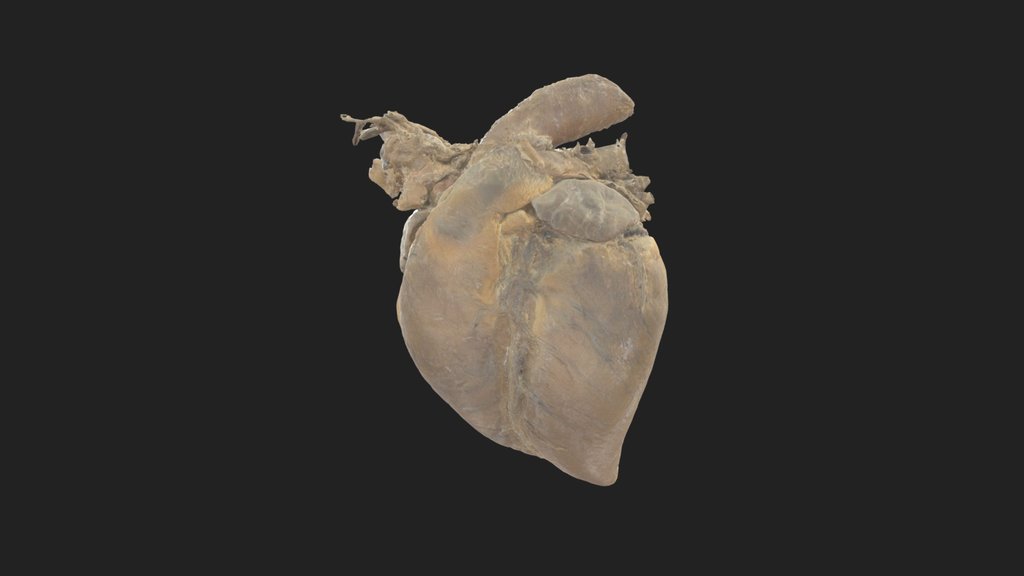 anatomy - cardiovascular system - A 3D model collection by ...