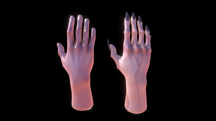 Hands 3D Model