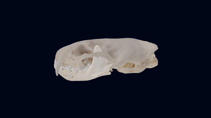 ニホンイタチ 頭骨（1900000900） 3D Model