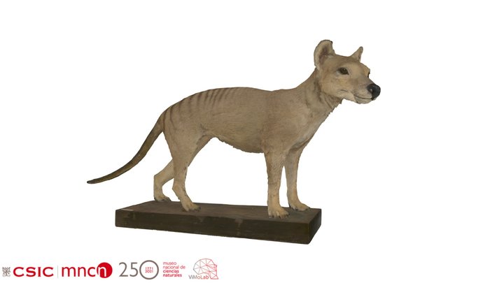 Thylacinus cynocephalus - MNCN-M2613 3D Model