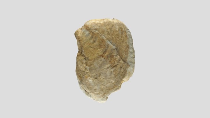 Muestra colección PALEONTOLOGICA – Modello 3D gratuito STL
