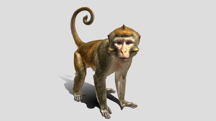 Monkey 3D Model Free – Modèle 3D gratuit STL