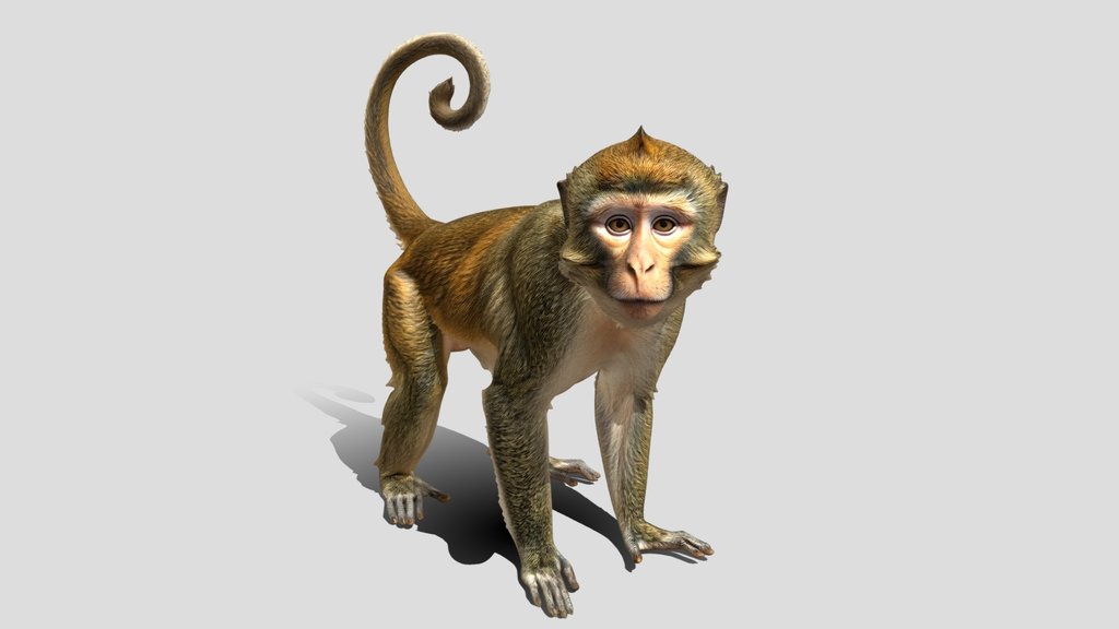 Monkey 3D Model Free