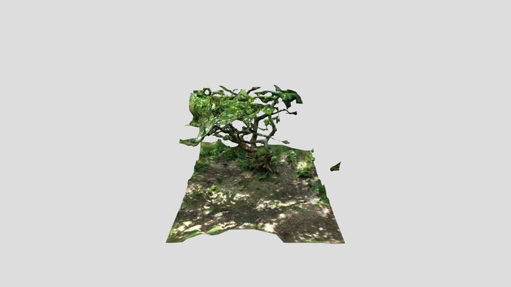 Wonky tree. Kiri – Modello 3D gratuito STL