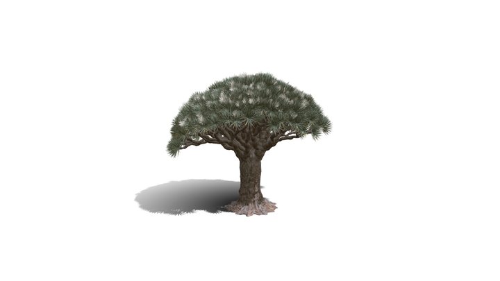 Realistic HD Dragon tree (20/50) 3D Model
