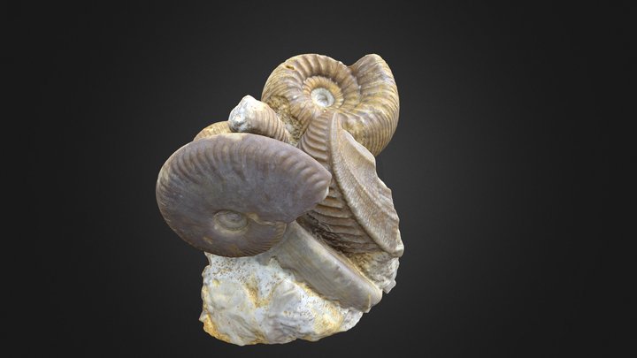 Stephanoceras, Trigonia, Oppelia 3D Model