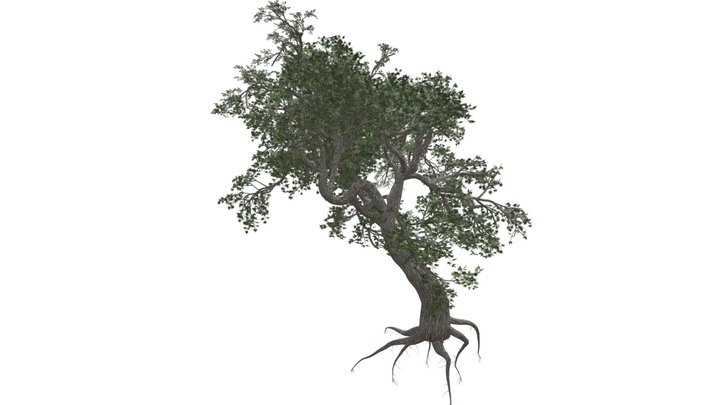 Japanese Maple Tree #06 3D Model