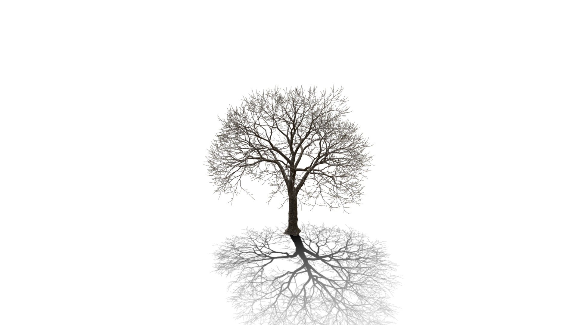 Realistic HD Blue jacaranda (35/40) — Sketchfab embed 3D viewer