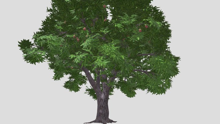ARBOL_PARQUE5 3D Model