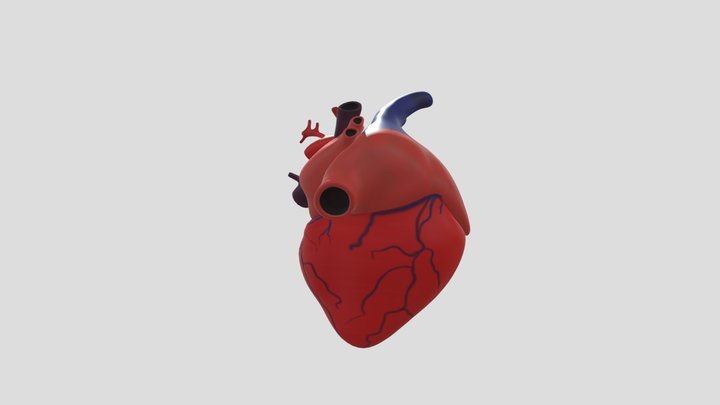 jantung1 3D Model