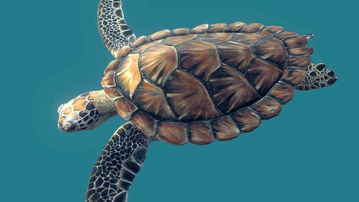 Sea Green Turtle 3D Model