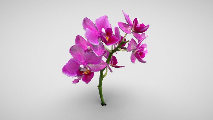 Mini Orchid 3D Model