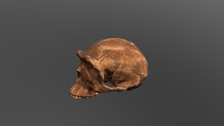 Choukoutien (Lower cave) cranium 3D Model