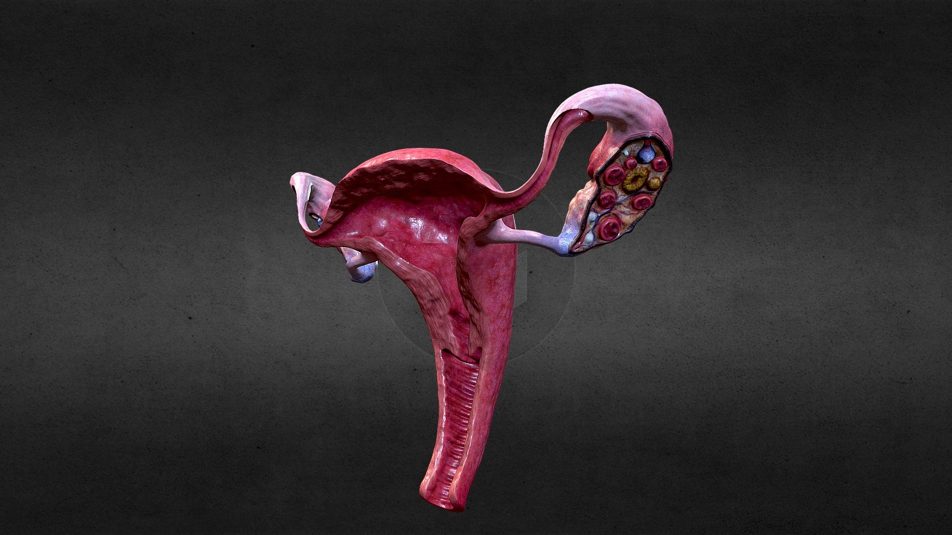 uterus-and-ovaries-dissected-buy-royalty-free-3d-model-by-flarar-01