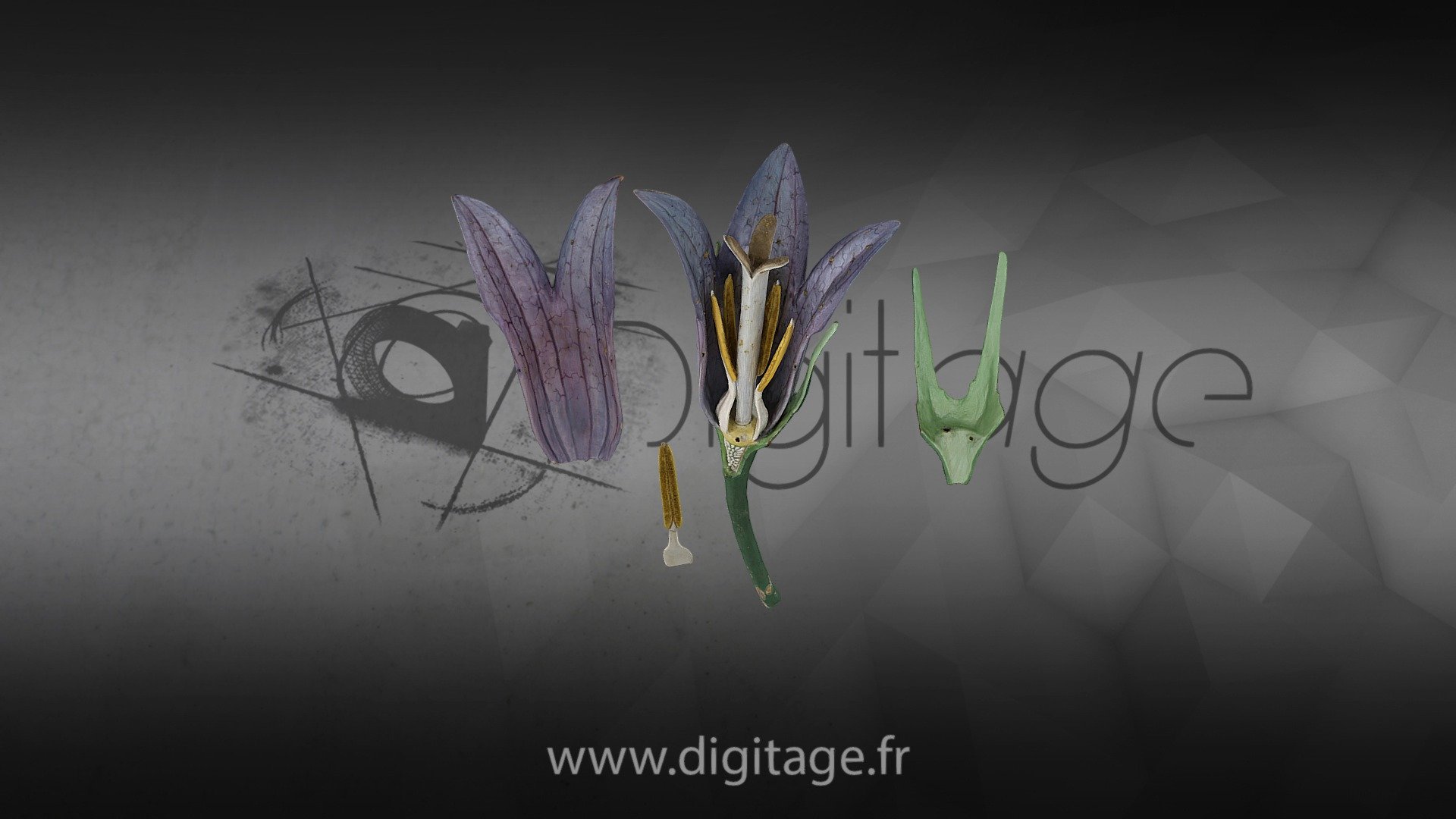 Fleur de Campanule Démontée