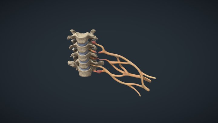 Cervical Spine and Brachial Plexus Injury 3D Model