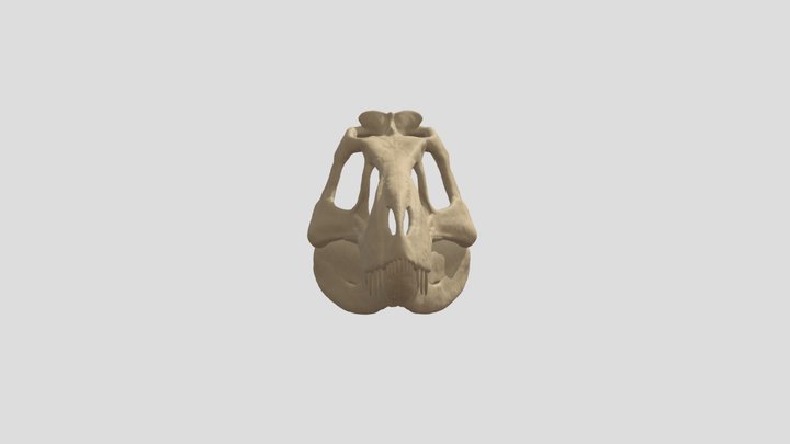 Nanotyrannus Lancensis Skull 3D Model