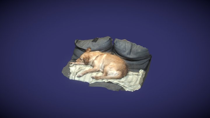 Photogrammetry of my dog Mia 3D Model