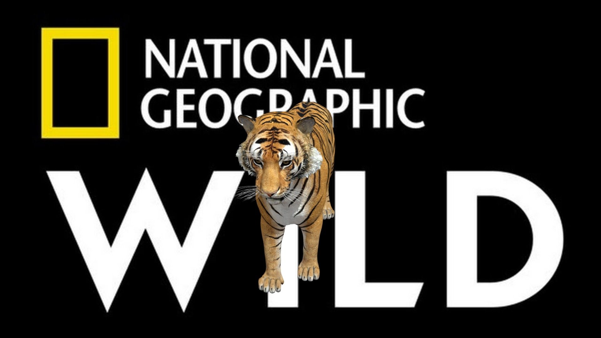 tiger - Download Free 3D model by Scielab [054002b] - Sketchfab