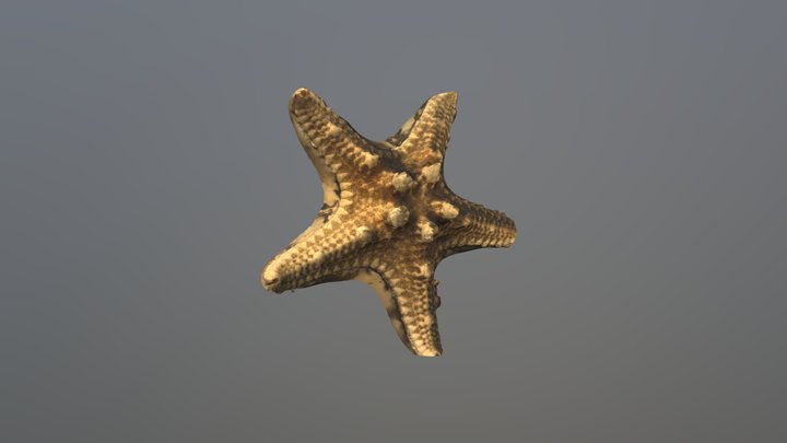 Stella marina 3D Model