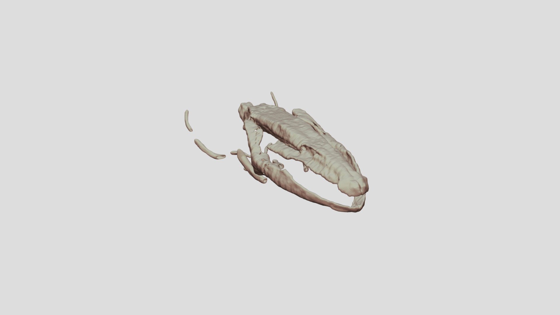 Skull of Proteus anguinus