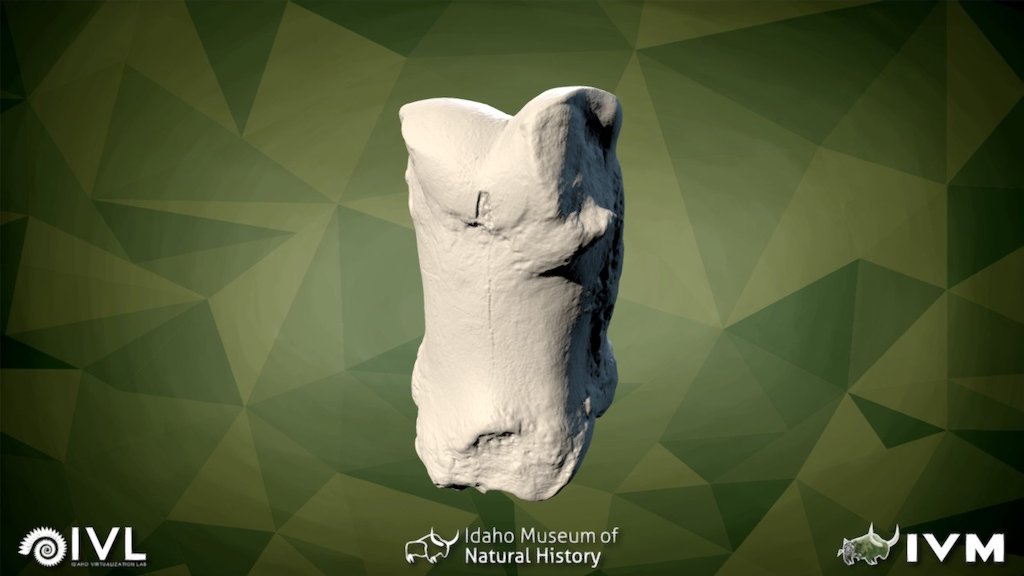 IMNH-75002-27-Right Hind Medial-Proximal Phalax