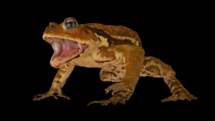 CC0 ニホンヒキガエル 🐸 ♂ Japanese Toad